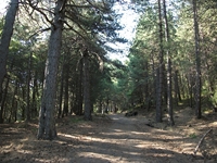 ppinazzu-20110828 001